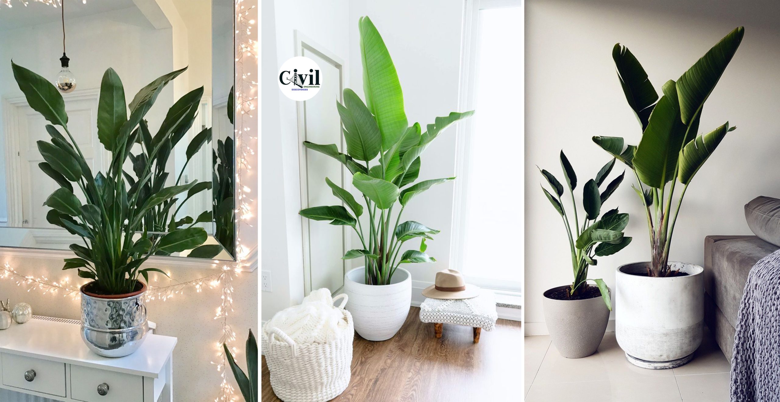 Decorating With Houseplants: 15 Indoor Plants Decor Ideas