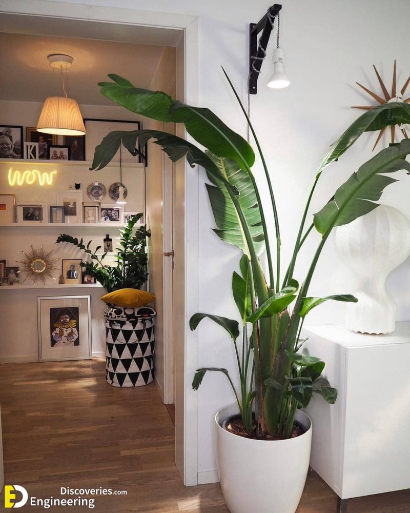 35-amazing-house-plants-indoor-decor-ideas-engineering-discoveries