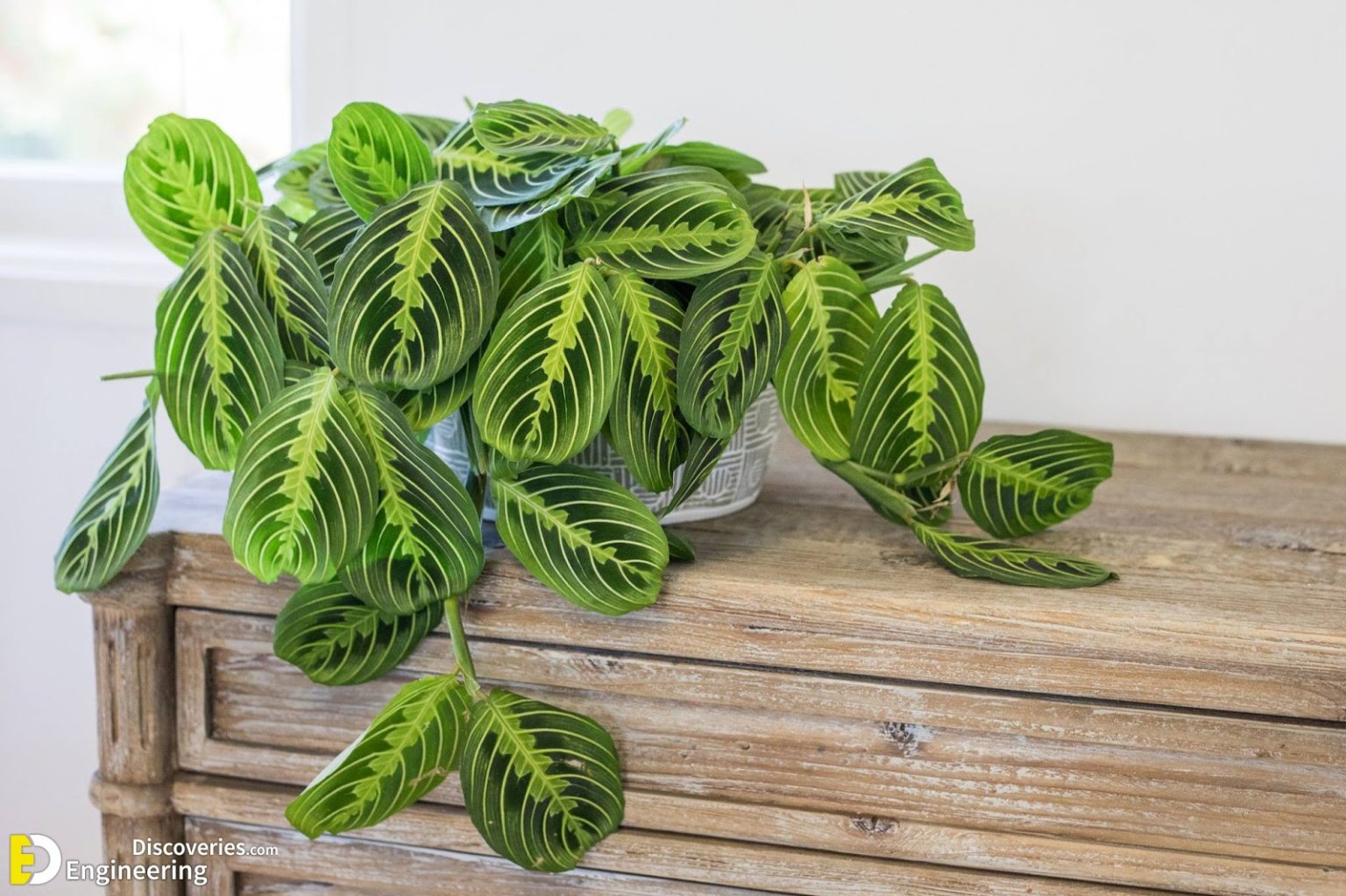 10 Most Beautiful Types Of Prayer Plants | Engineering Discoveries