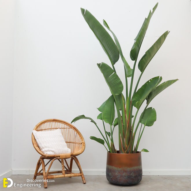 strelitzia-augusta-260-cm.jpg