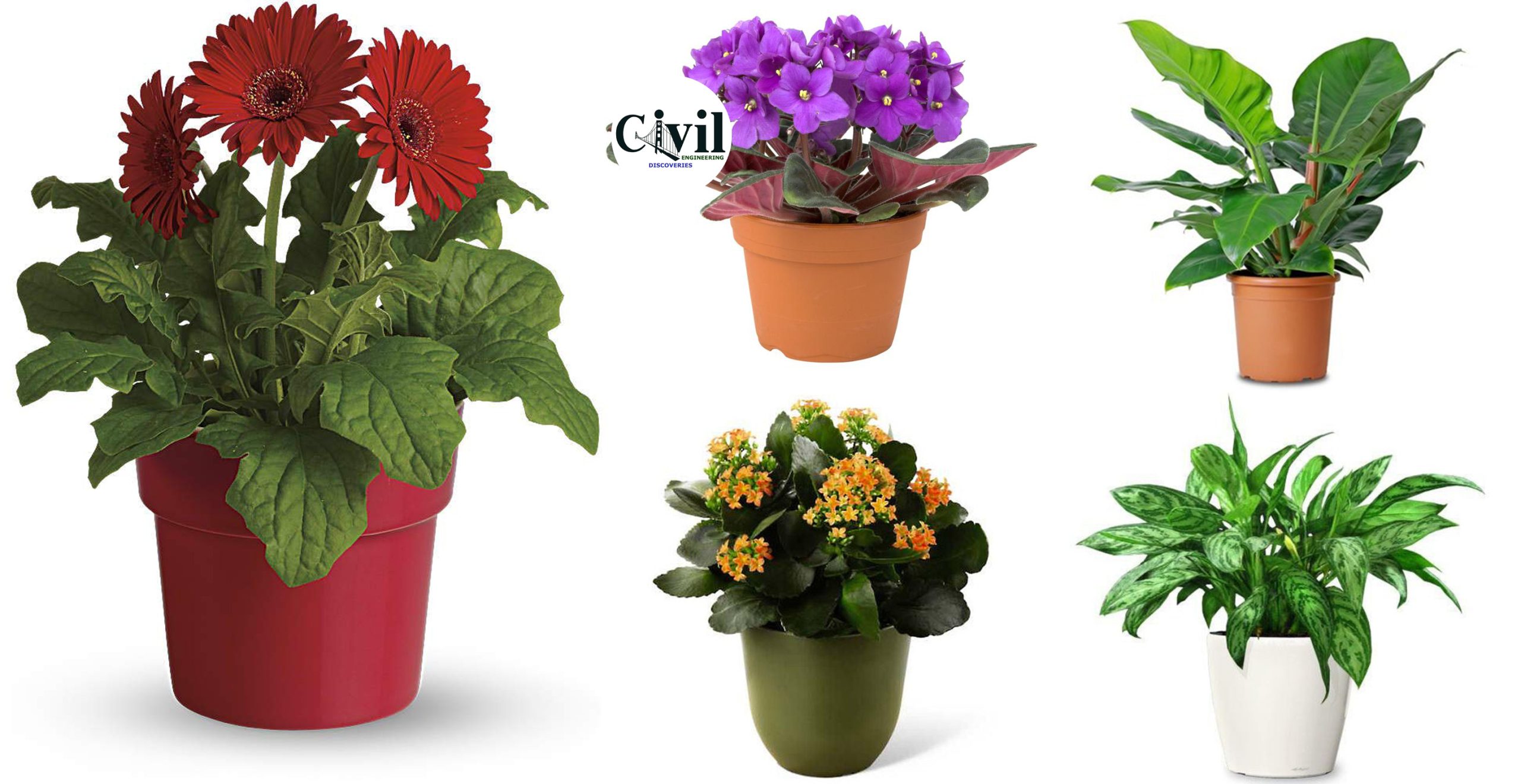 colorful office plants        <h3 class=