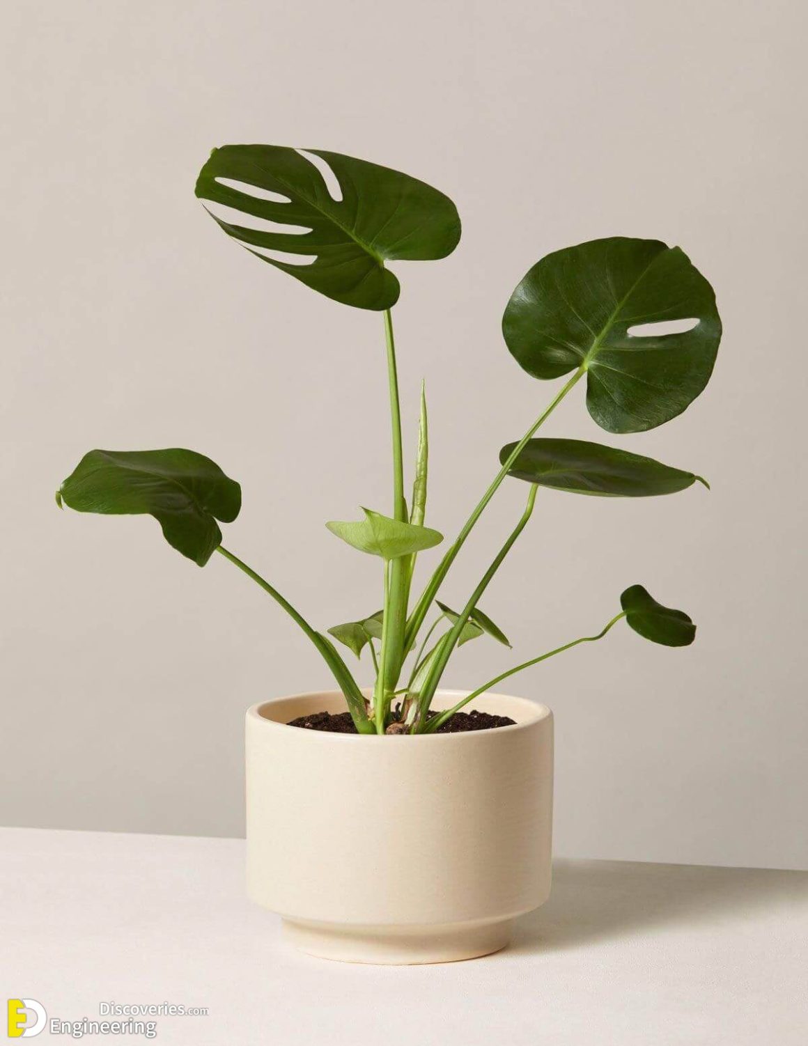 18 Best Office Plants For Desk That Require Minimal Attention Engineering Discoveries 0711