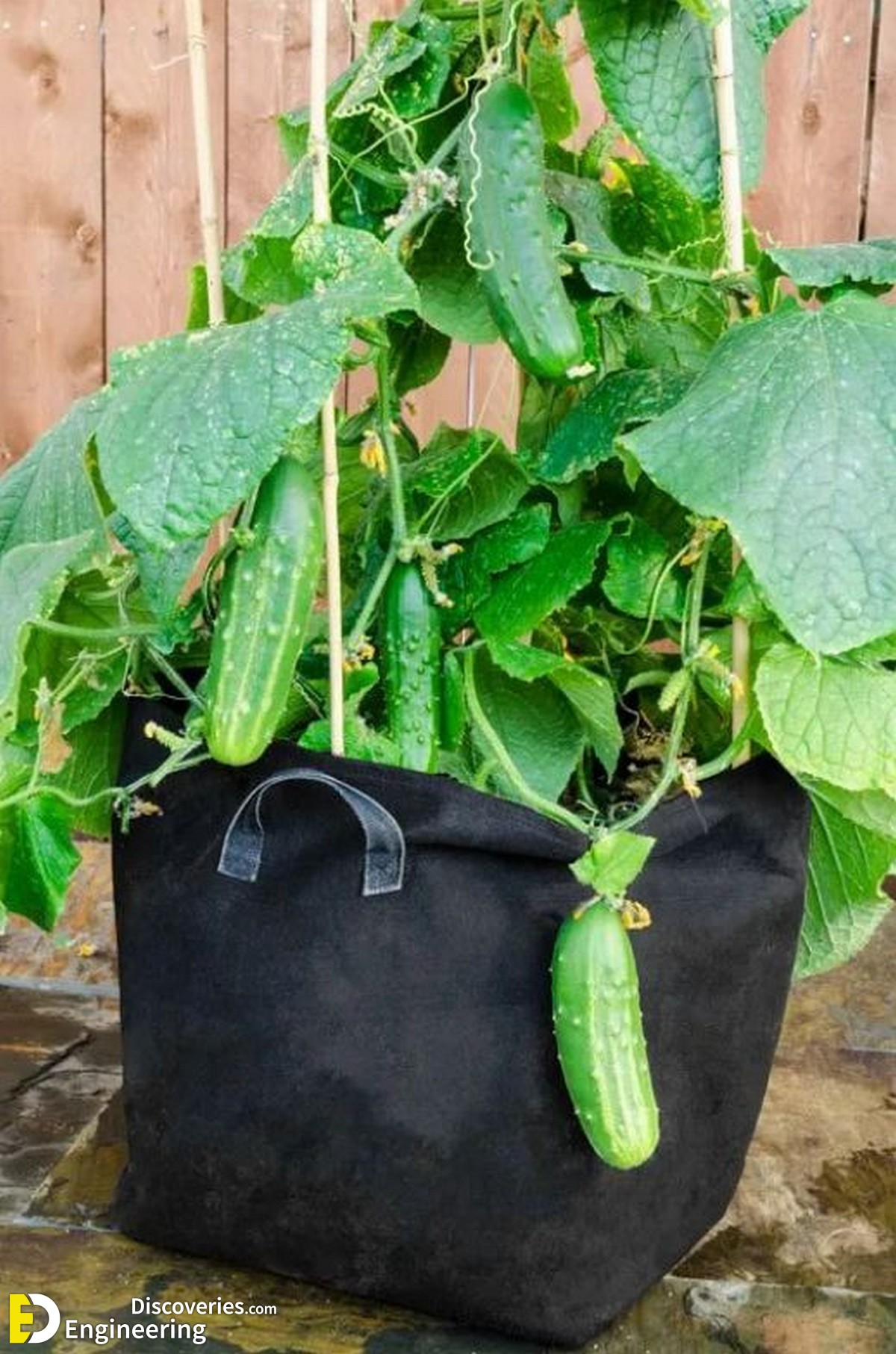 12 Vegetables You Can Grow EASILY in Grow Bags