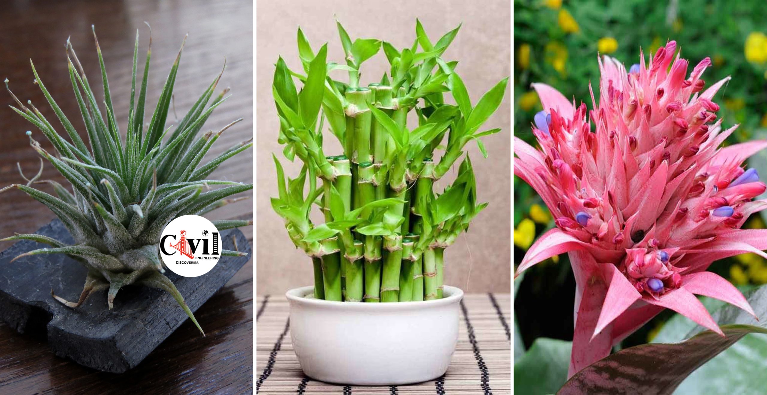 how-to-grow-houseplants-in-water-without-soil