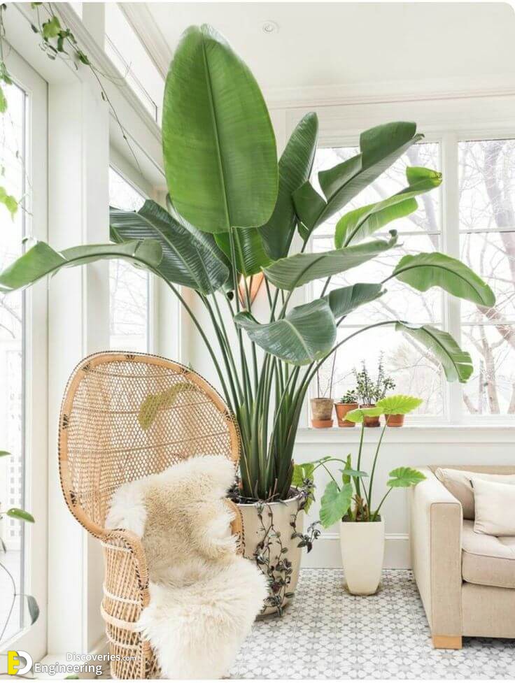 844b6751f8512f828f75da4ed3ba0d8f-banana-plants-banana-plant-indoor.jpg