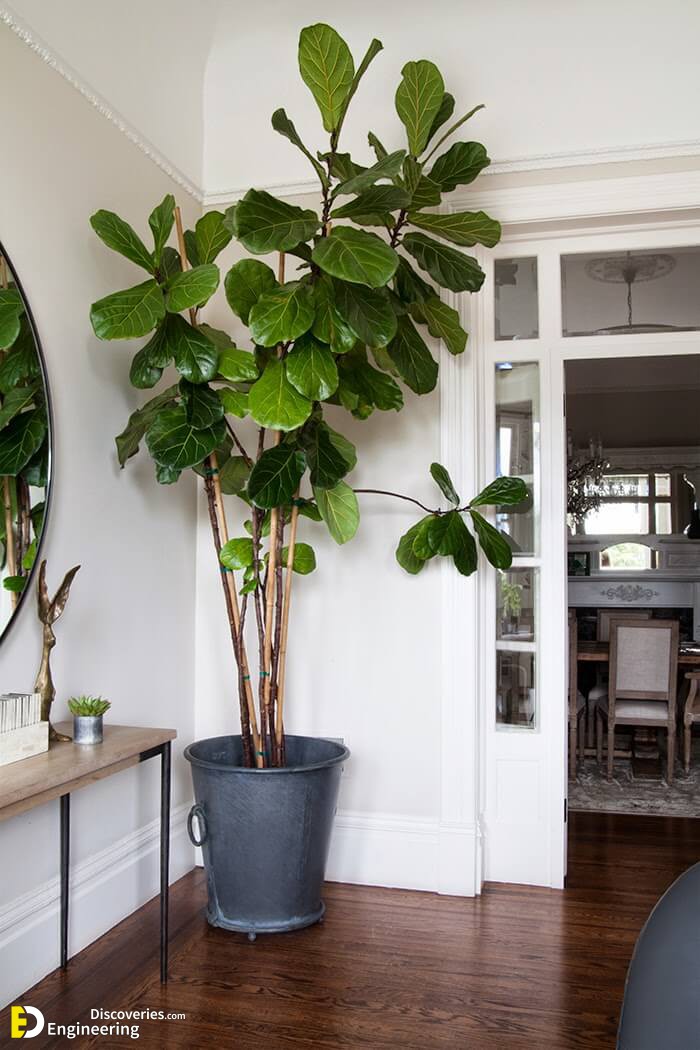 The-Makerista-San-Fransisco-Victorian-Fiddle-Leaf-Fig-Tree-Tall-Big.jpg