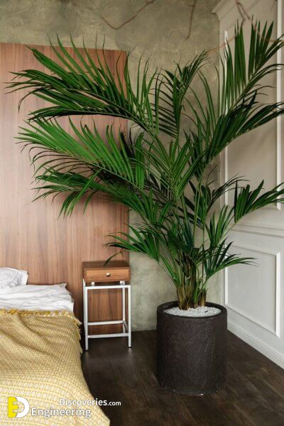 depositphotos_358893848-stock-photo-big-palm-tree-in-the.jpg
