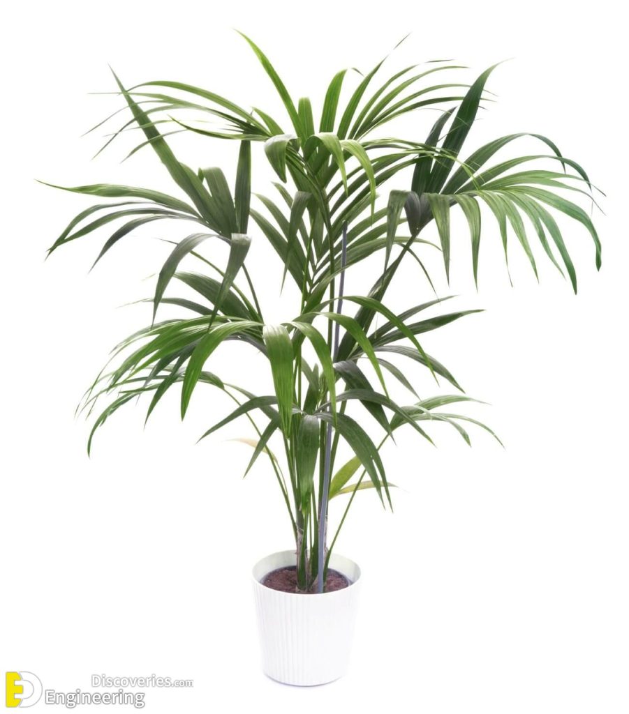30 Indoor Green Plants For Your Home To Look Fresher And Cooler