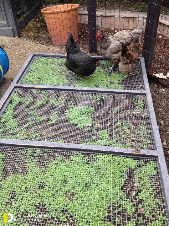 Clever-solutions-to-reduce-chicken-feed-waste-23.jpg