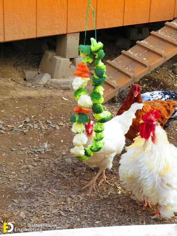 Clever-solutions-to-reduce-chicken-feed-waste-7.jpg