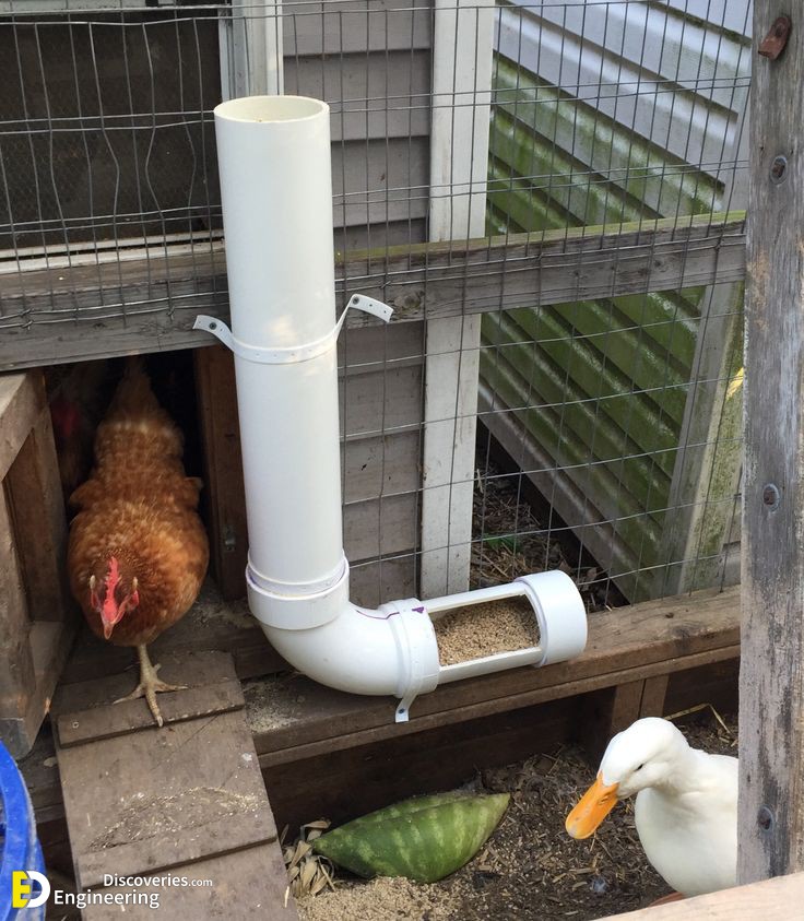 f7126241ae338903c148cc9a92dec534-duck-feeder-ideas-duck-feeders.jpg