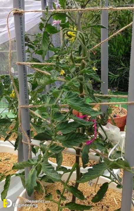 90e307e369012f75a2d1b393c8f9ceb7-growing-tomatoes-in-containers-growing-vegetables.jpg