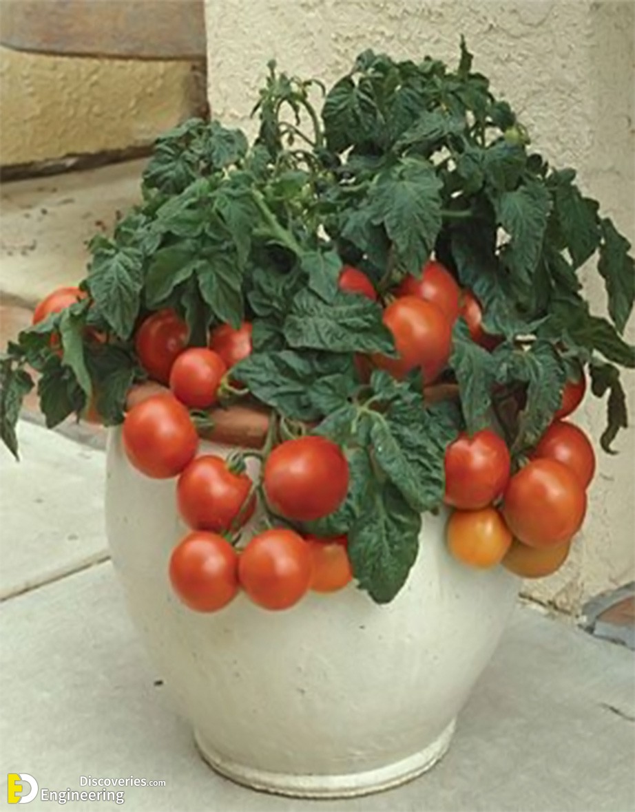 Projeto-Agricultura-Familiar-6.jpg