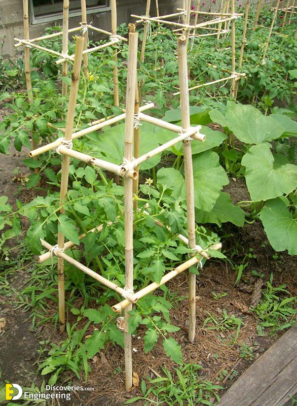 bamboo.jpg