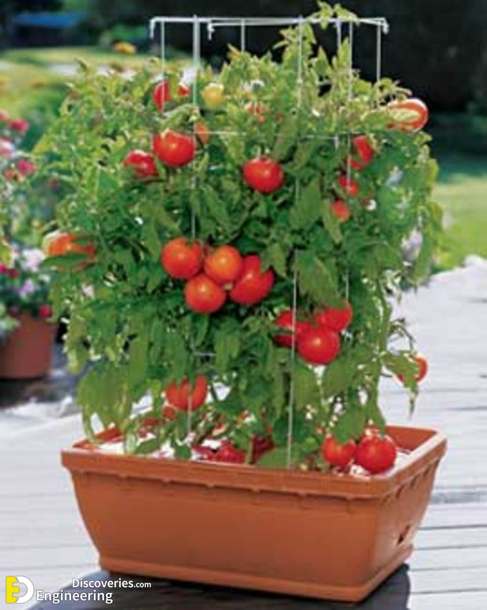 tips-for-planting-a-vegetable-garden.jpg