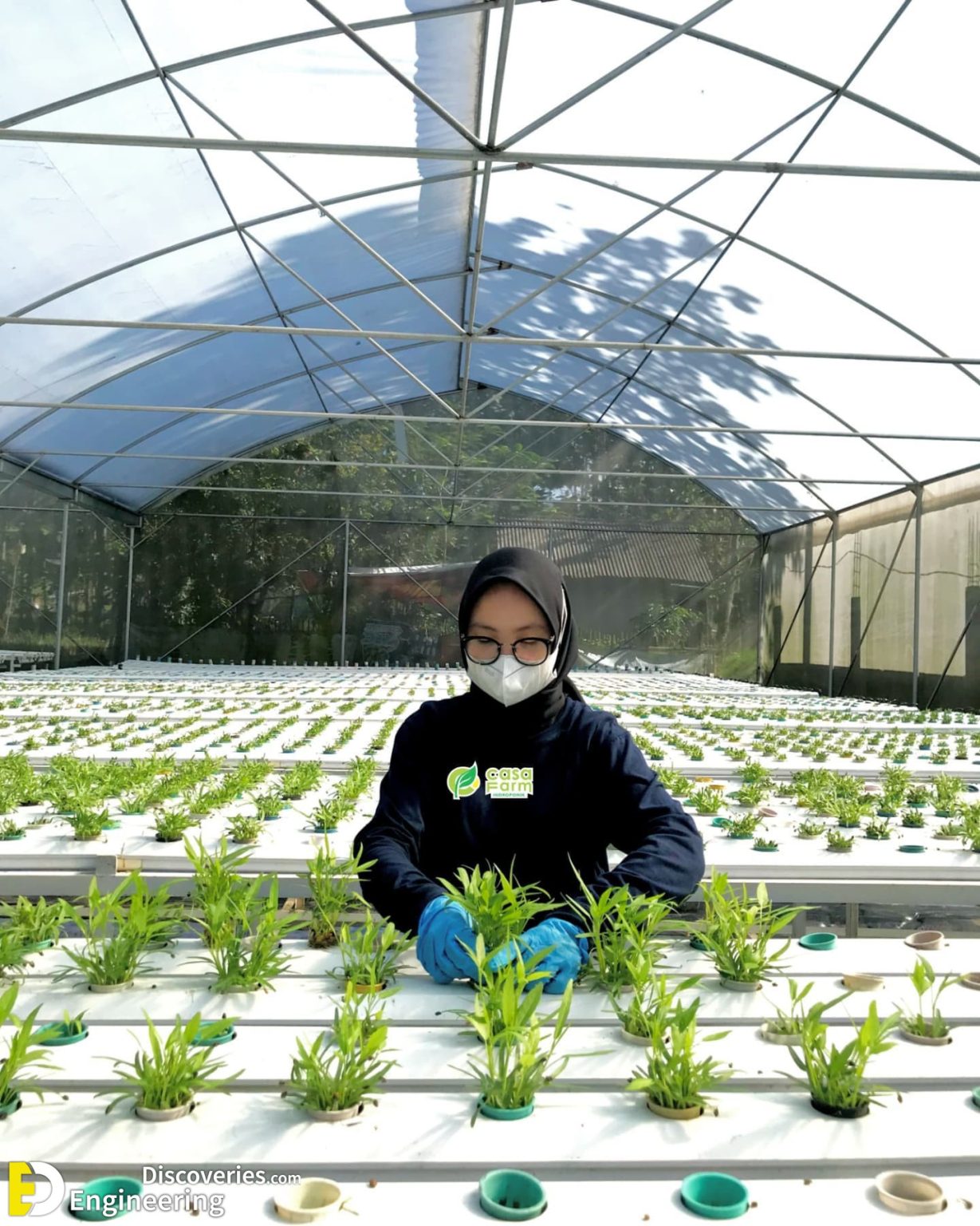 Everything You Need To know About Hydroponics Engineering Discoveries