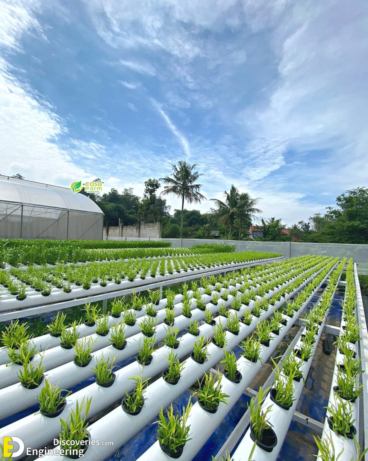 Everything You Need To know About Hydroponics Engineering Discoveries