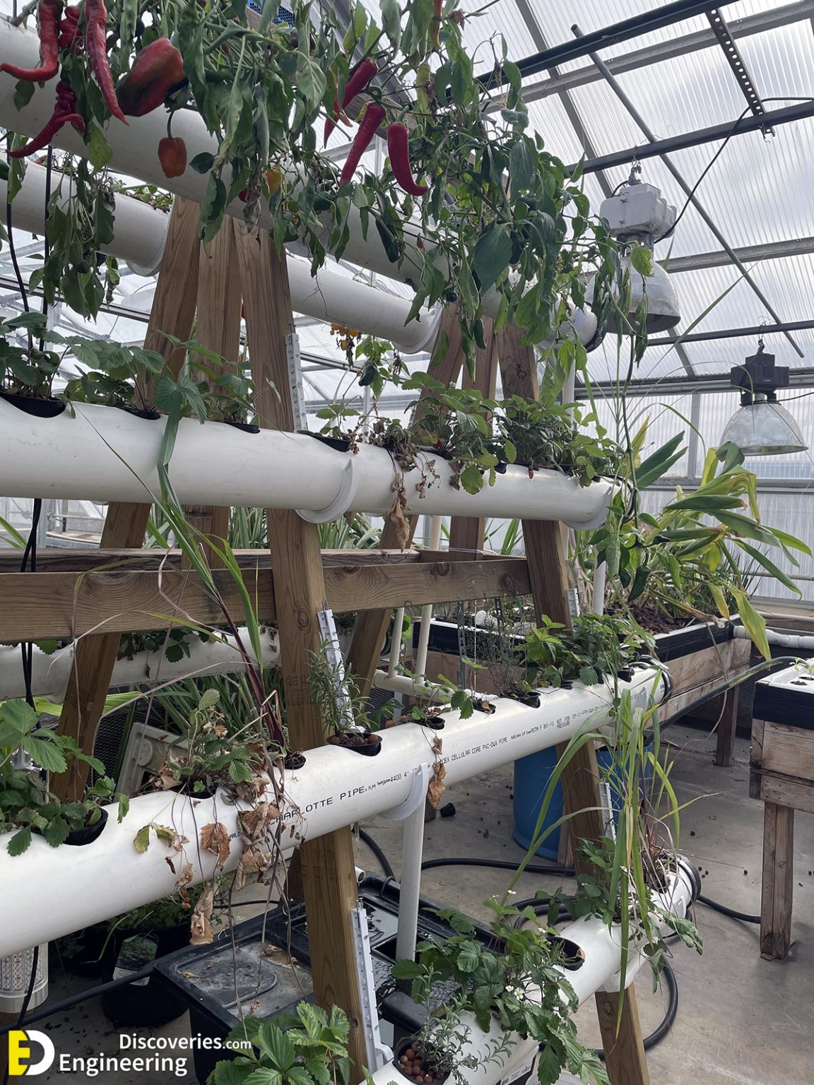 Everything You Need To know About Hydroponics Engineering Discoveries