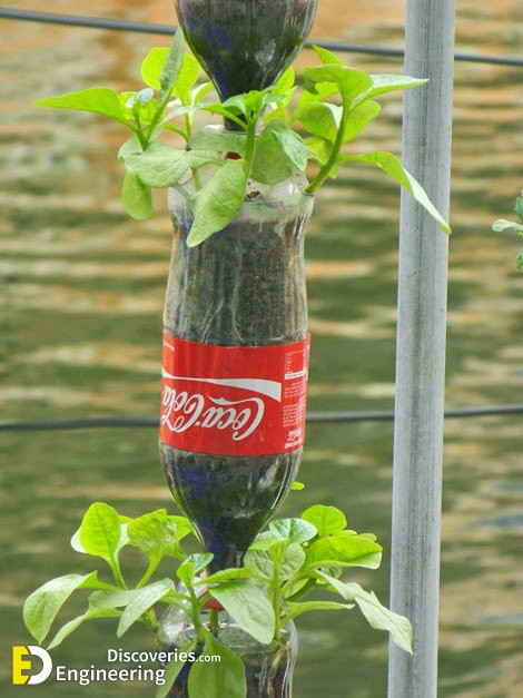 3-growing-vegetables-in-coca-bottles.jpg