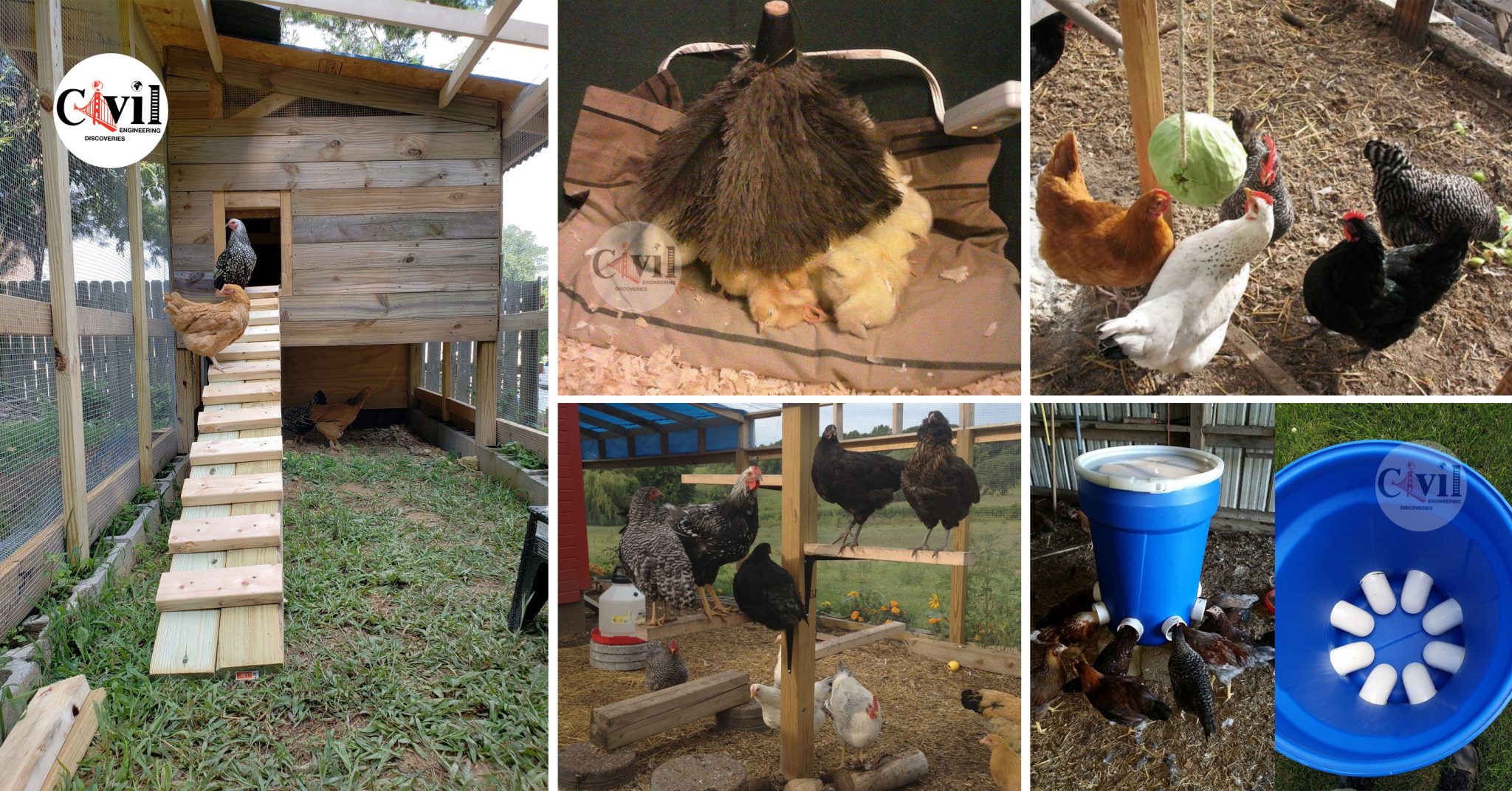 32+ Lifehacks And Tips For Breeding Successful Yard Chickens