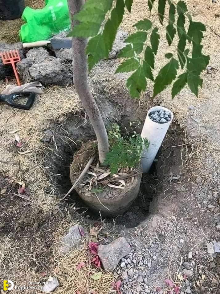 Metodo-para-plantar-arboles-en-las-principales-ciudades-1.jpg