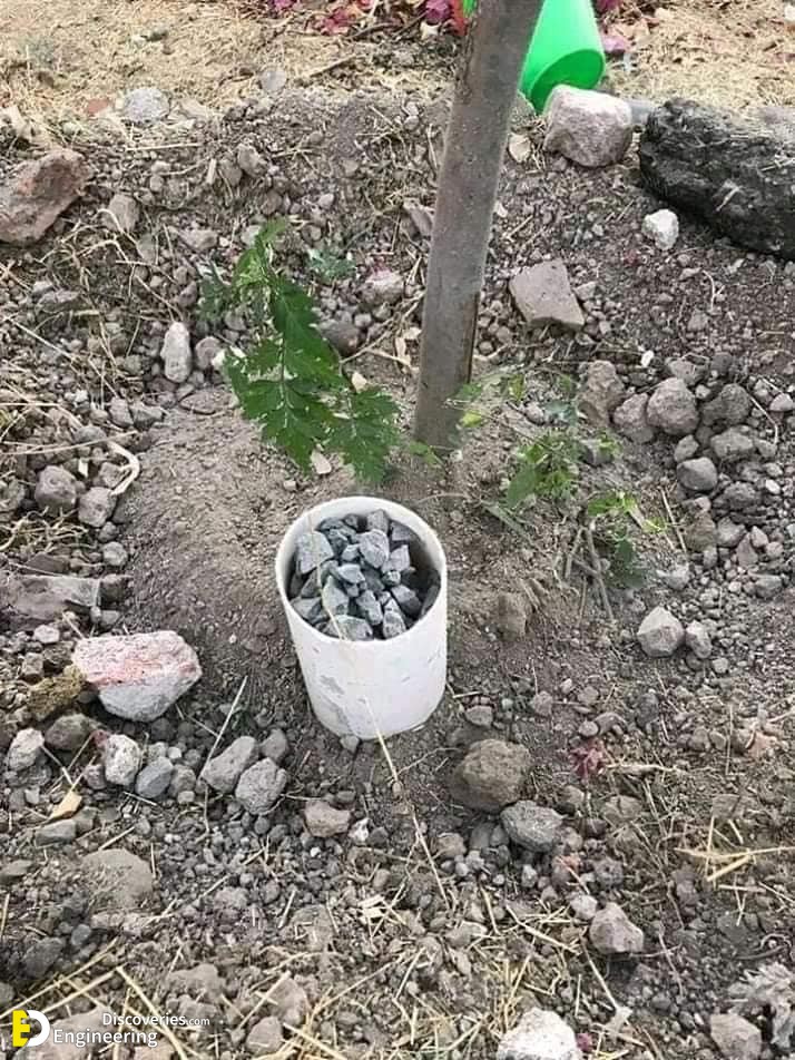Metodo-para-plantar-arboles-en-las-principales-ciudades-3.jpg