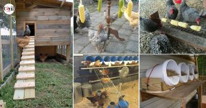 31+ Ideas For Having Chickens At Home | Engineering Discoveries