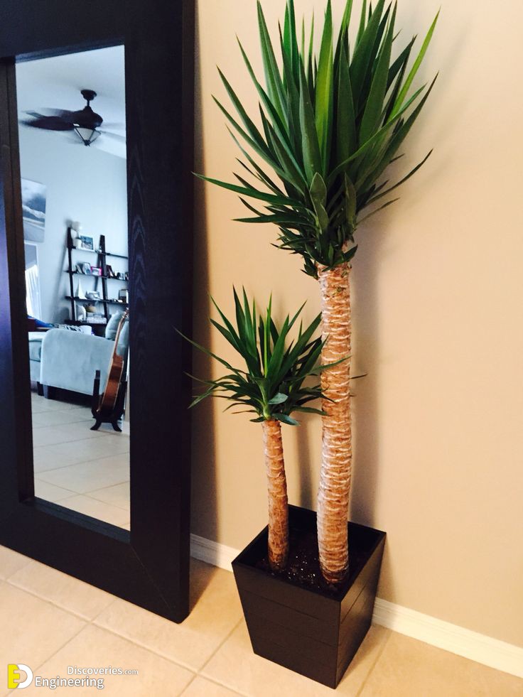 9b50c7637644d6da0f340d14da8be9f5-yucca-plant-plant-pots.jpg