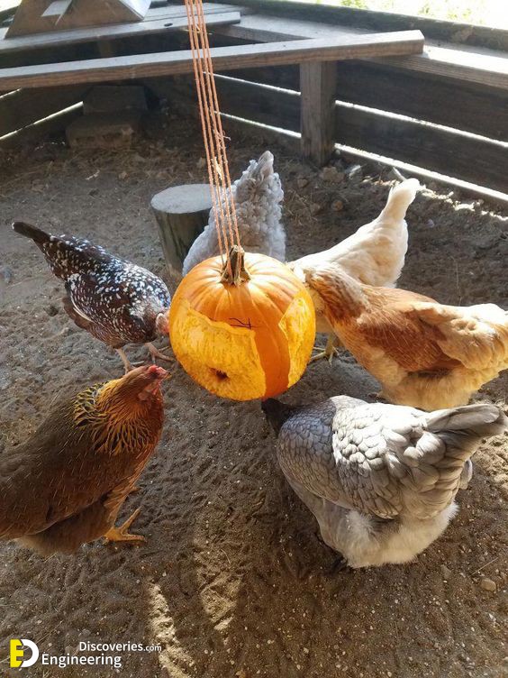 2-hen4.jpg