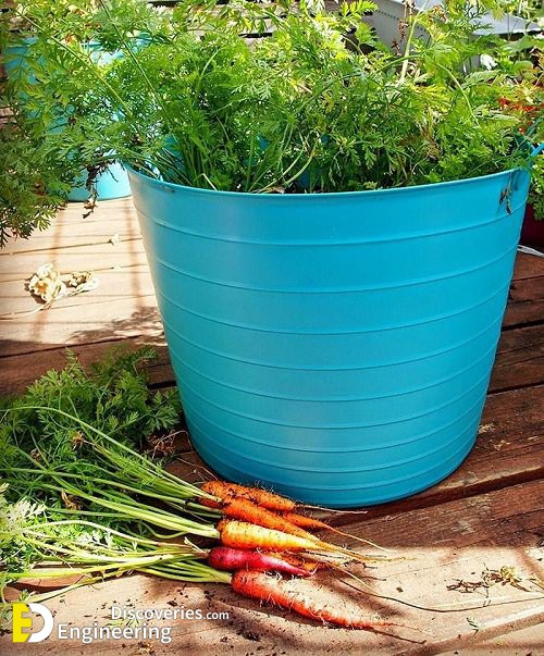 3carrot.jpg