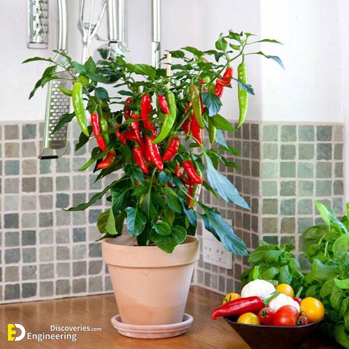 Chilli.jpg