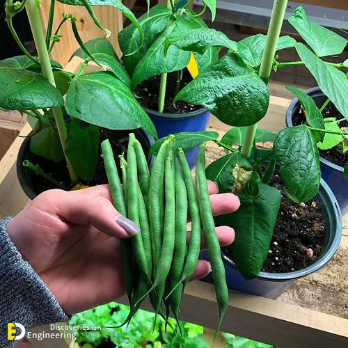 Green-Beans.jpg