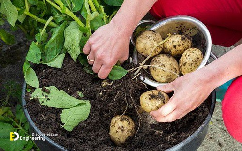 Potatoes.jpg