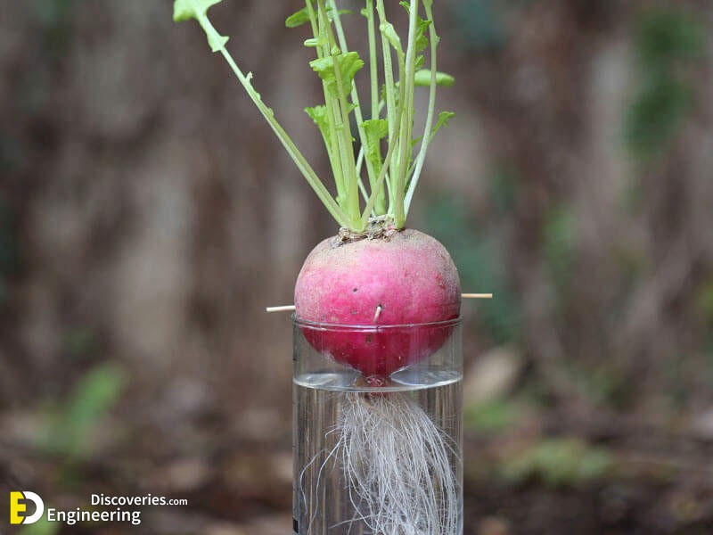 Radish-Leaves.jpg
