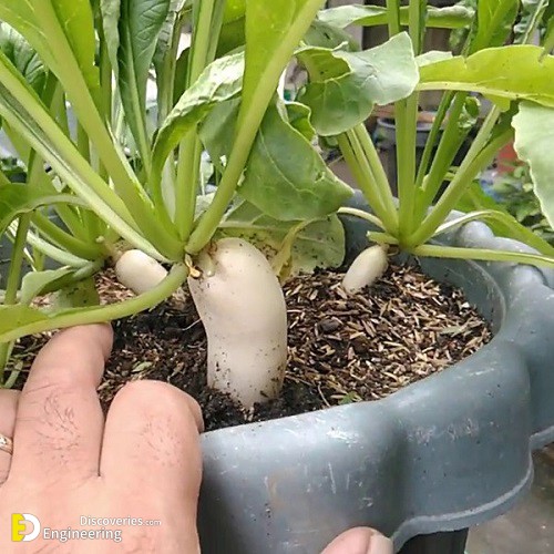 Radish.jpg