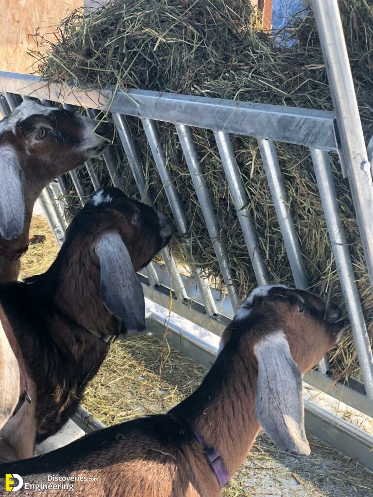 Sheep-and-Goat-Covered-Feeders-1-768x1024-1.jpg