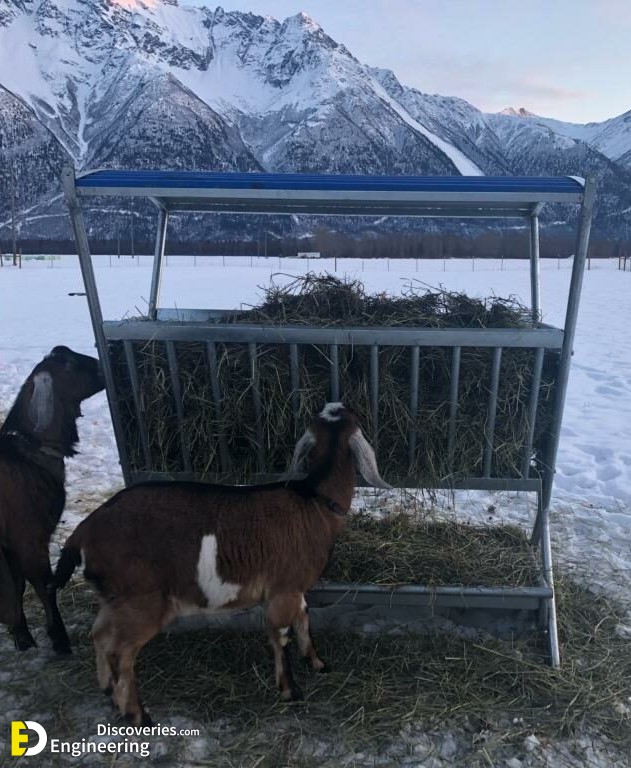 Sheep-and-Goat-Covered-Feeders-2-1024x768-1.jpg