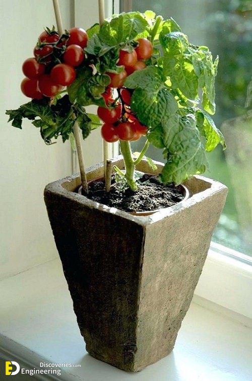 Tomatoes.jpg