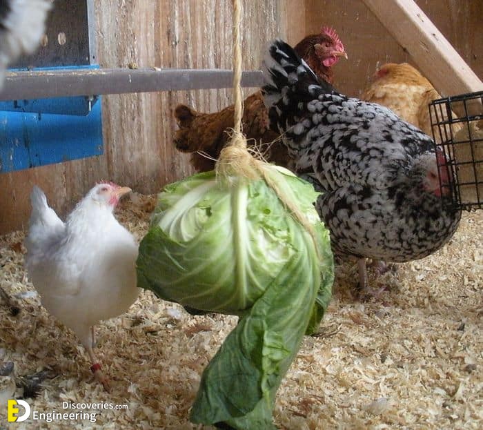 can-chickens-eat-raw-cabbage.jpg