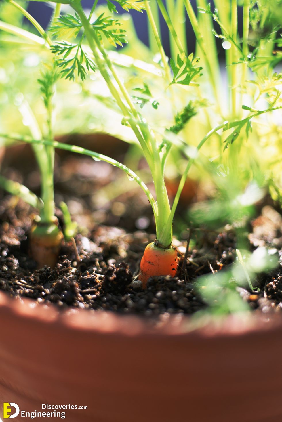 carrots-growing-in-pot-royalty-free-image-1587494220.jpg