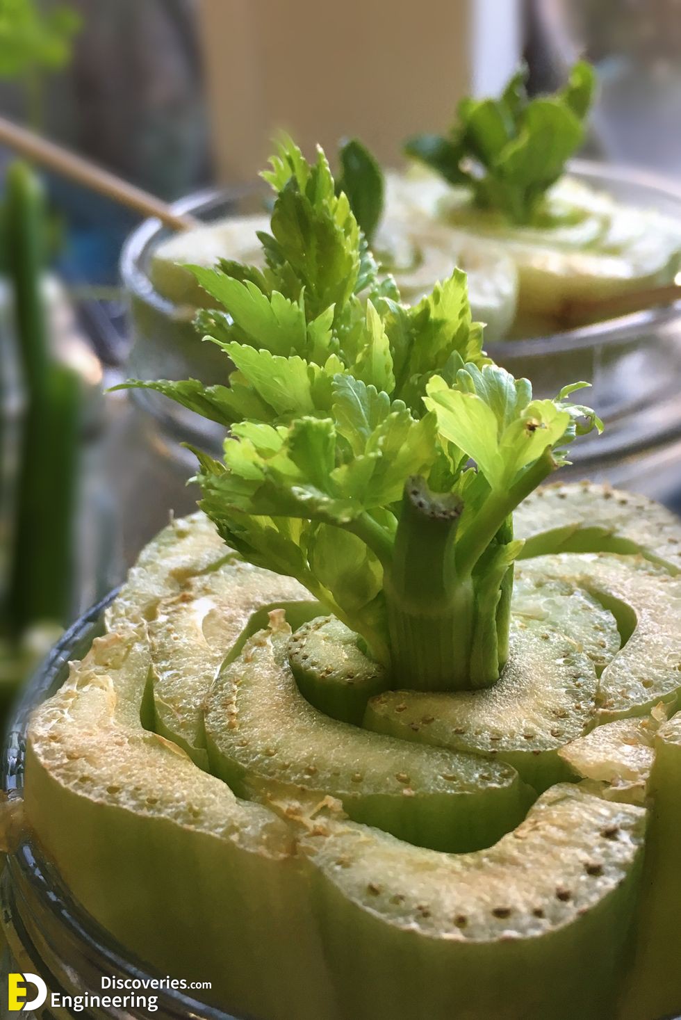 celery-royalty-free-image-1587494612.jpg