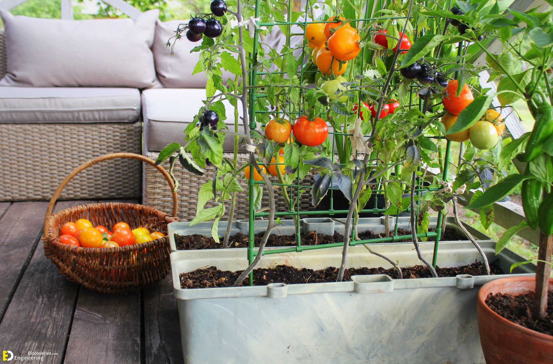 container-vegetables-gardening-vegetable-garden-on-royalty-free-image-1598901763201.jpg