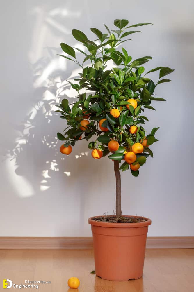 dwarf-tangerine-tree-2.jpg