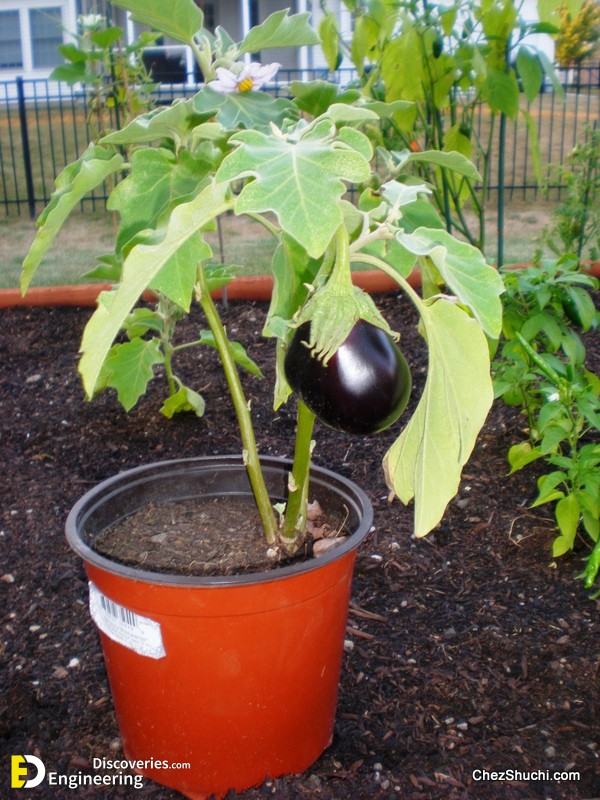 eggplant20baingan.jpg