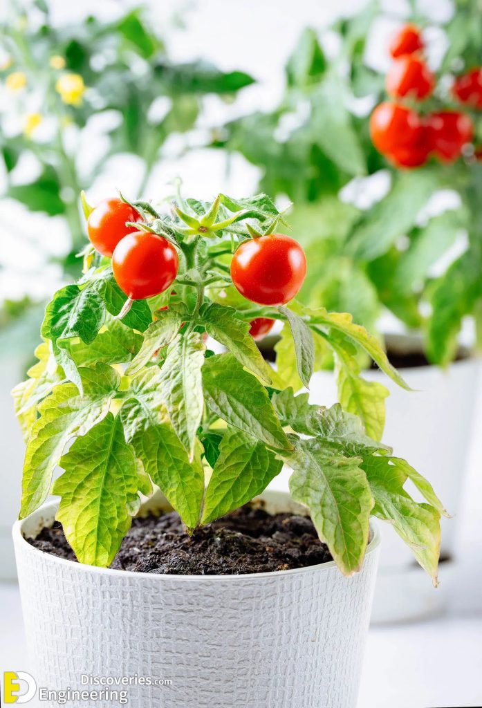 How to Grow Your Own Indoor Edible Plants Engineering Discoveries