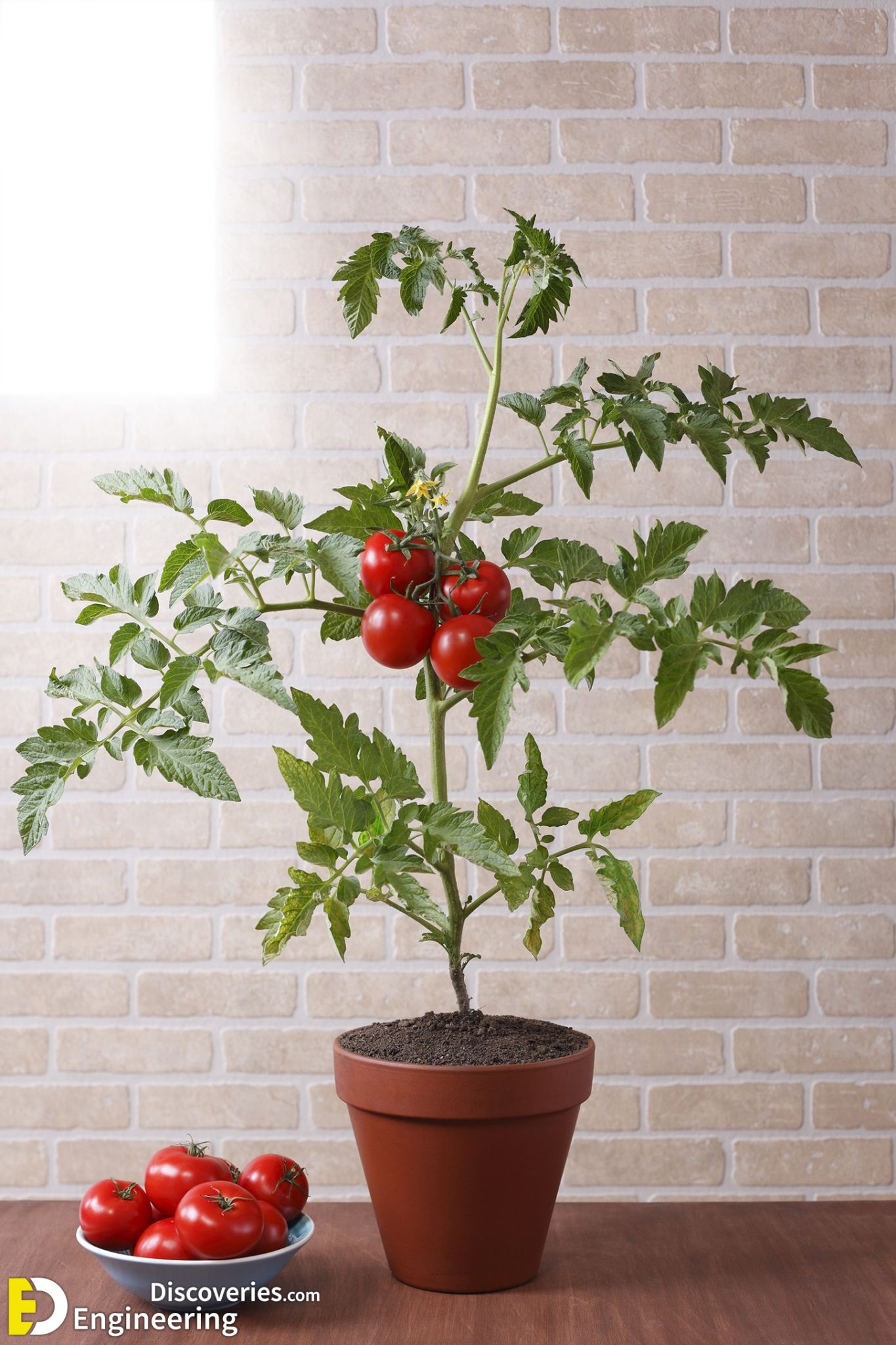 How to Grow Your Own Indoor Edible Plants Engineering Discoveries