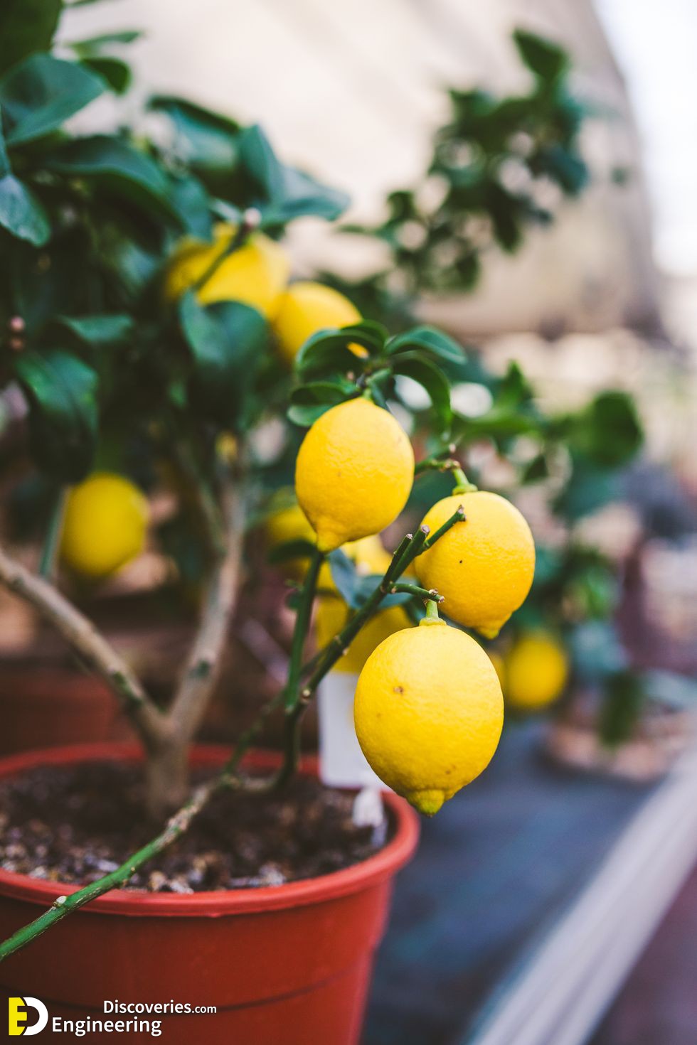 lemon-tree-in-flower-pot-royalty-free-image-1095285314-1564074724.jpg