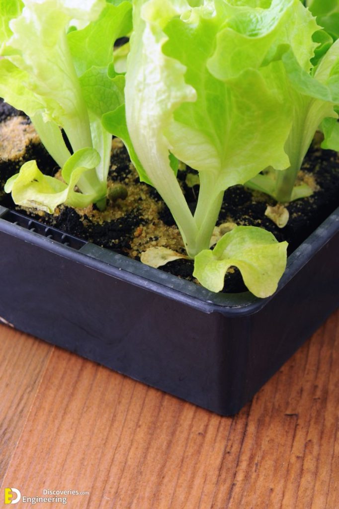 How to Grow Your Own Indoor Edible Plants Engineering Discoveries