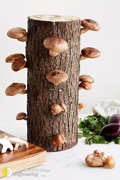 mushroom-grow-kit-1564074587.jpg