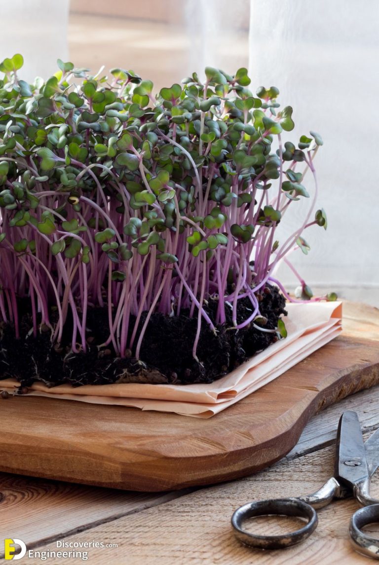 How to Grow Your Own Indoor Edible Plants Engineering Discoveries